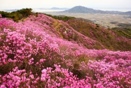 베트남 - 한국 항공편 운항 일정표 [5 월달] 