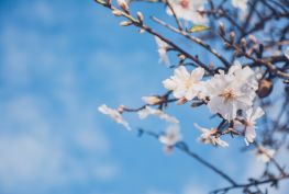 아시아나, 대한 항공 :  상업 항공편 운항재개